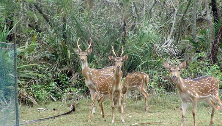 Khalasuni Wildlife Sanctuary